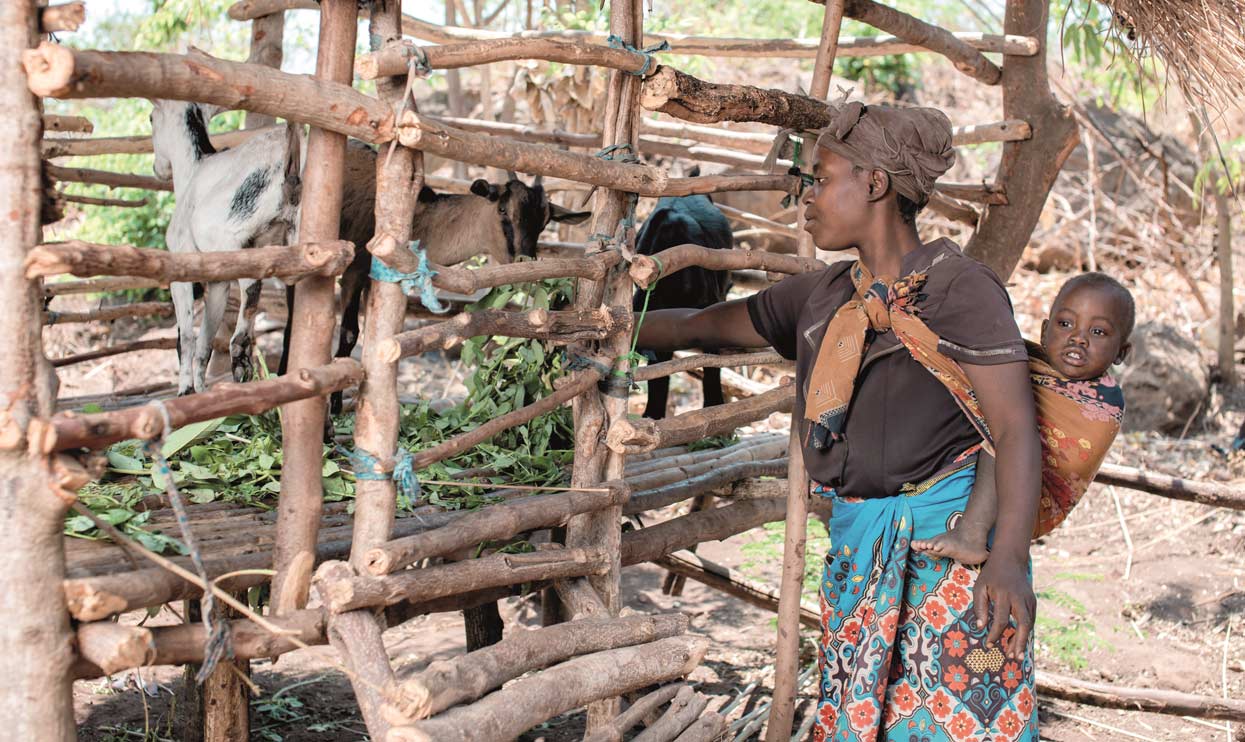 Lebensgrundlage-Malawi-Viehzucht-Kleinunternehmen-Deichmann-Stiftung-Cecilia Lebensgrundlagen Malawi - Programmteilnehmerin Cecilia kümmert sich liebevoll um ihre Ziegen, die sie als Startgrundlage erhalten hat.